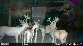 MOULTRIE DIGITAL CAMERA