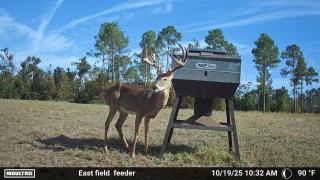White-Tail-Deer-Hunting-in-Florida-Legacy-Ranch-1