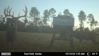 White-Tail-Deer-Hunting-in-Florida-Legacy-Ranch-2-1