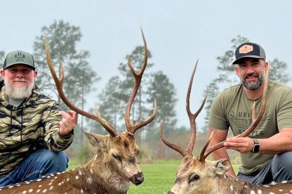 large-Axis Deer 1