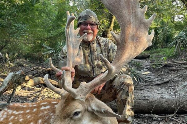 fallow buck